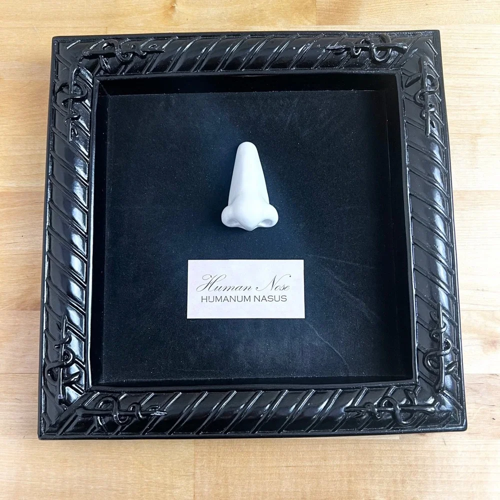 Metal‎ Framed Human Nose Lab Specimen Halloween Square Wall Decor Seasons USA